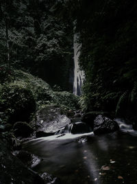 Water splashing on rock in forest