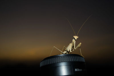 Close-up of insect