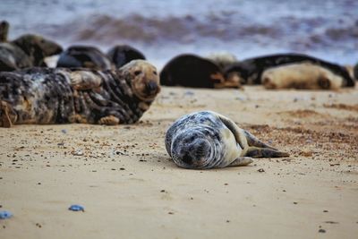 Surface level of a sleeping on the beach
