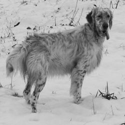 Dog on snow field