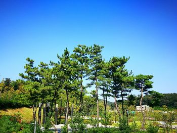 Low angle view of trees against clear blue sky