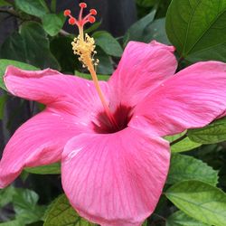 Close-up of pink flower