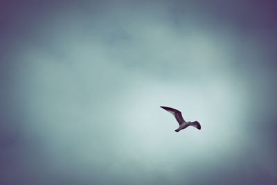 Low angle view of seagull flying in sky