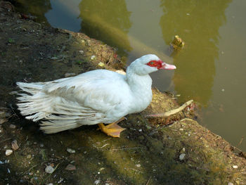 Birds in calm water