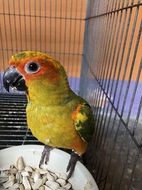 Close-up of parrot in cage