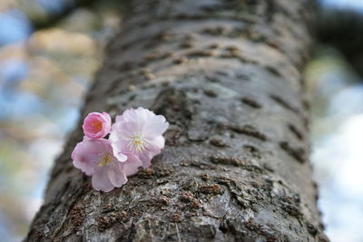 Close-up of pink cherry blossoms