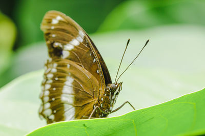 Close-up of butterfly