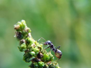 Close-up of ant on flower