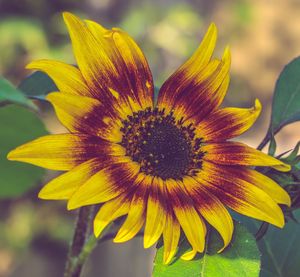 Close-up of yellow flower