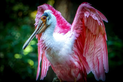 Close-up of a bird perching