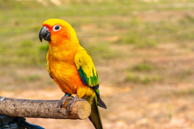 Close-up of parrot perching