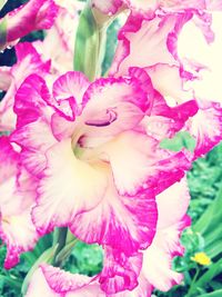 Close-up of pink flowers