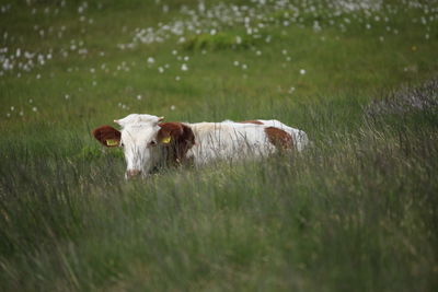 Cows in a field