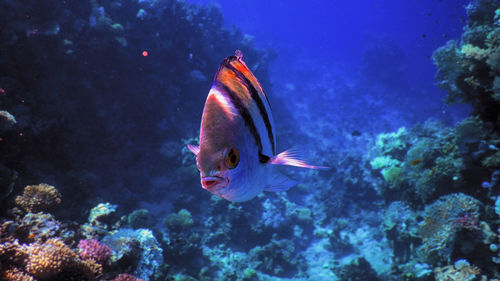 Close-up of fish swimming in sea