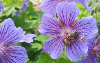 Close-up of purple flower
