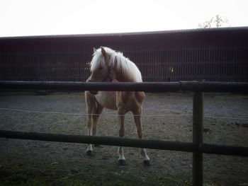 Horse standing in ranch