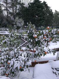 Close-up of snow covered tree