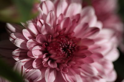 Close-up of pink dahlia