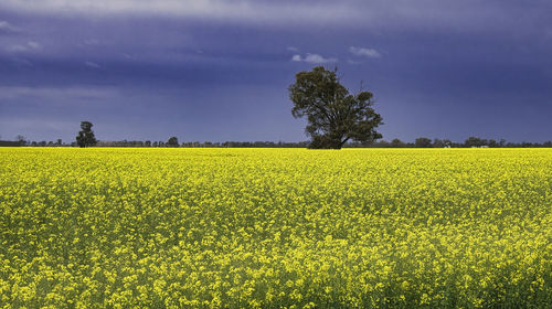 Scenic view of oilseed rape field against sky