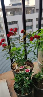 Potted plants on table by window