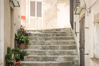 Potted plant on staircase of building