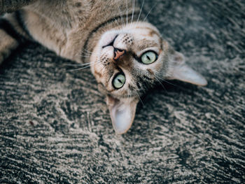 Close-up portrait of cat relaxing