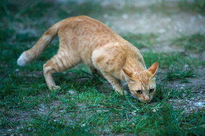 Cat lying on grass