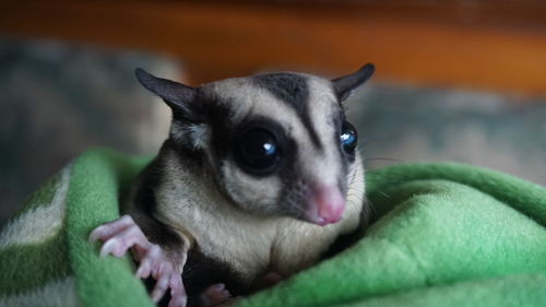 Close-up of a cat looking away