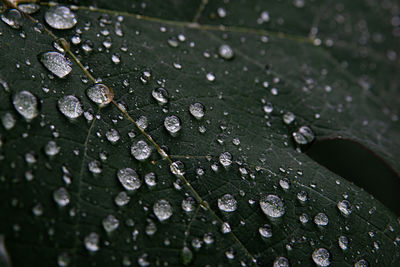 Close-up of raindrops on leaves