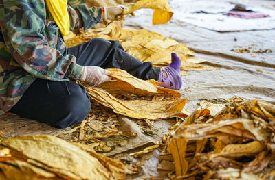 People holding leaves