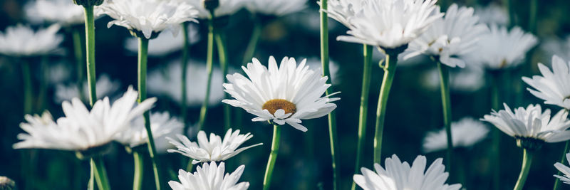 Close-up of white daisy flowers