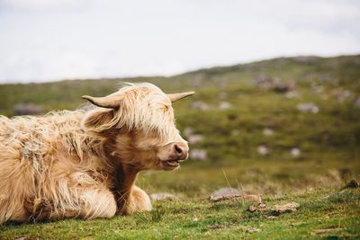 Magnificent and non-plussed highland cow taking easy by the side of a winding road 