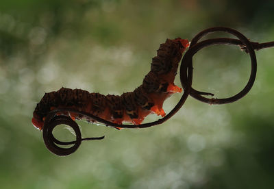 Close-up of caterpillar on spiral plant