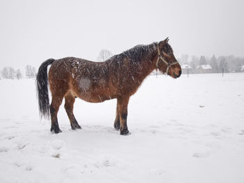 Horse in farm paddock curiously looks at the camera. snowing and paddock is covered with wet snow