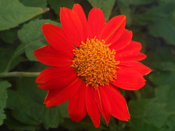 Close-up of red flower blooming outdoors