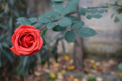 Close-up of red rose