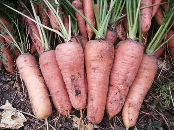 High angle view of vegetables on field