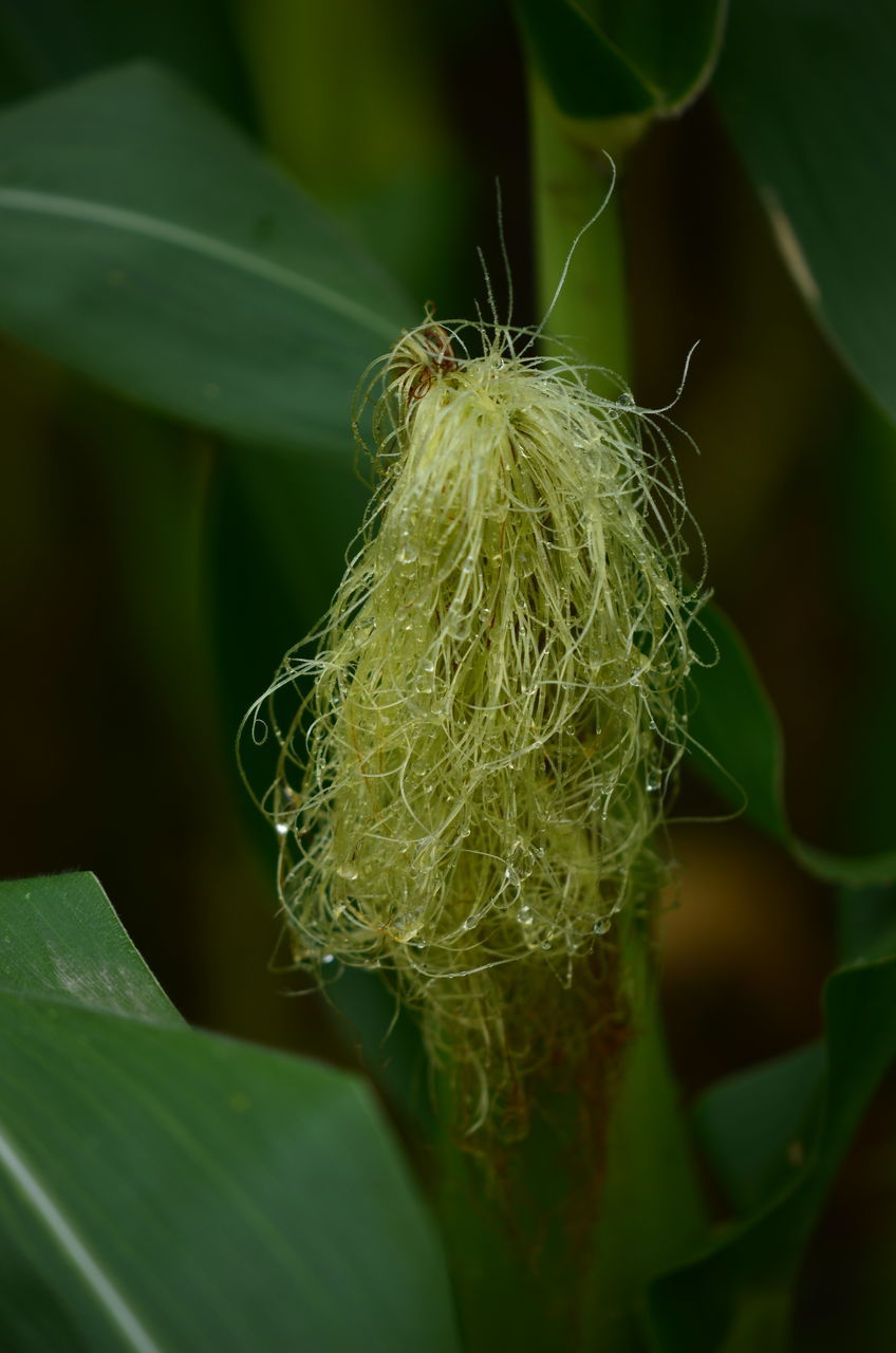 CLOSE-UP OF GREEN LEAF ON WHITE FLOWER