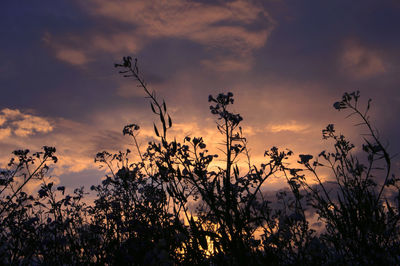 Low angle view of silhouette trees against sky during sunset