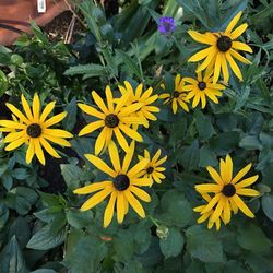 Yellow flowers blooming outdoors