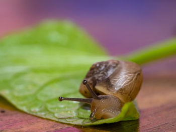 The snail crawls over the green leaf