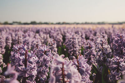 Close-up of flowers in field