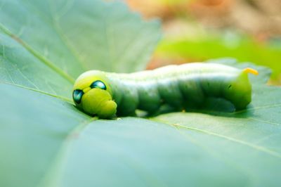 Close-up of green insect on leaf