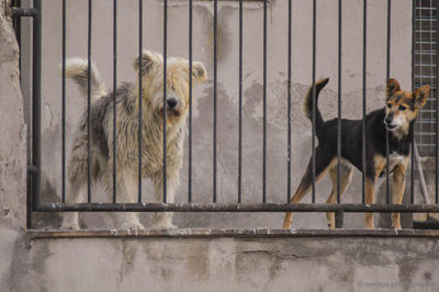 Dogs in a fence