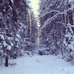 Scenic view of snow covered landscape