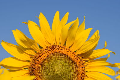 Close-up of sunflower against clear sky