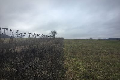 Scenic view of field against sky