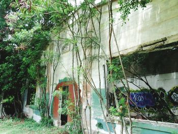 Plants and trees seen through window of house