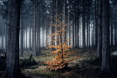 Pine trees in forest