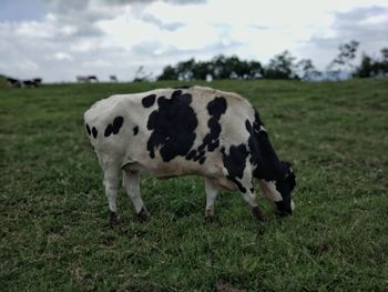 Cow grazing in a field